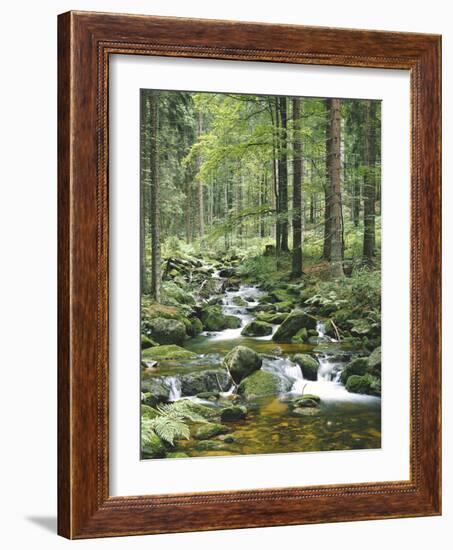 Forest, Brook-Thonig-Framed Photographic Print