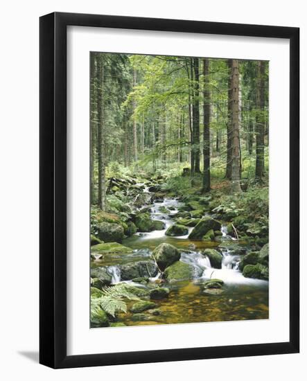 Forest, Brook-Thonig-Framed Photographic Print
