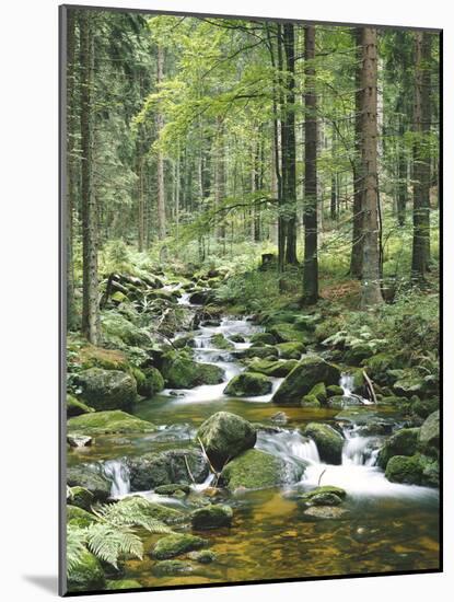 Forest, Brook-Thonig-Mounted Photographic Print