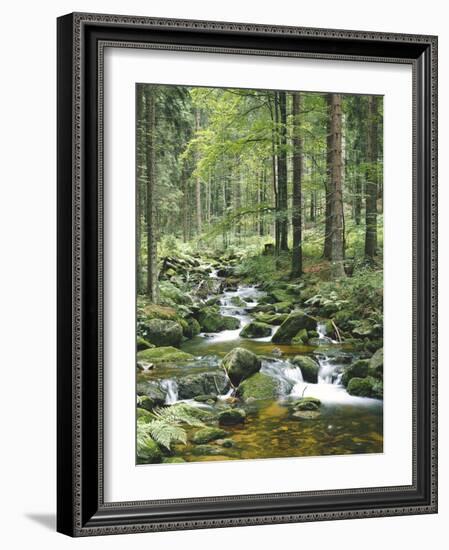 Forest, Brook-Thonig-Framed Photographic Print