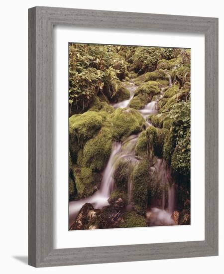 Forest Brook-Thonig-Framed Photographic Print