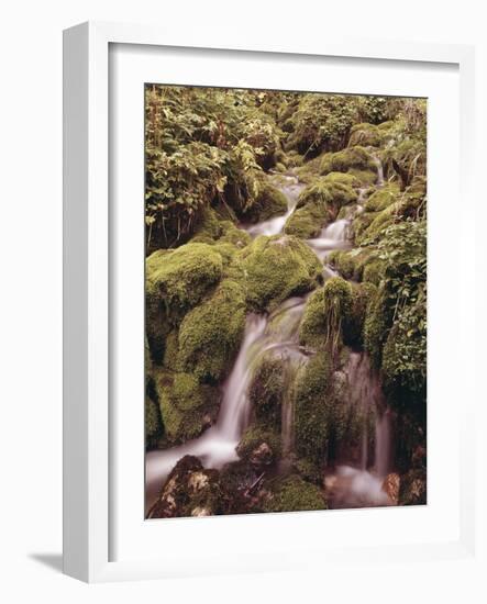 Forest Brook-Thonig-Framed Photographic Print