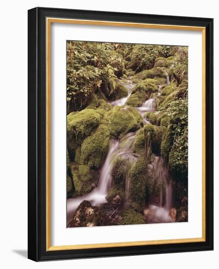 Forest Brook-Thonig-Framed Photographic Print