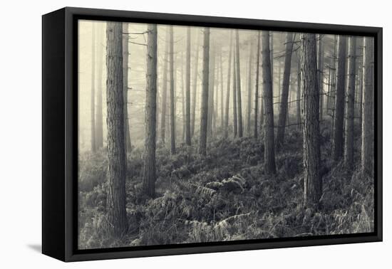 Forest Calm-David Baker-Framed Premier Image Canvas