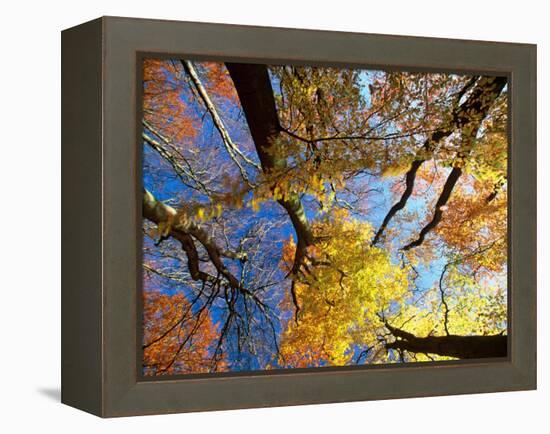 Forest Canopy in Autumn, Jasmund National Park, Island of Ruegen, Germany-Christian Ziegler-Framed Premier Image Canvas