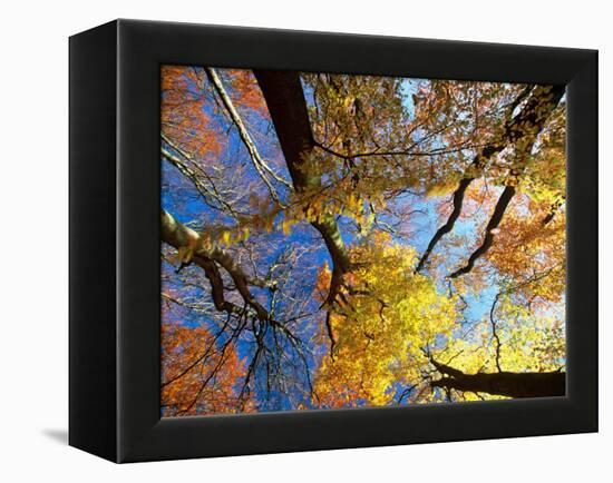 Forest Canopy in Autumn, Jasmund National Park, Island of Ruegen, Germany-Christian Ziegler-Framed Premier Image Canvas