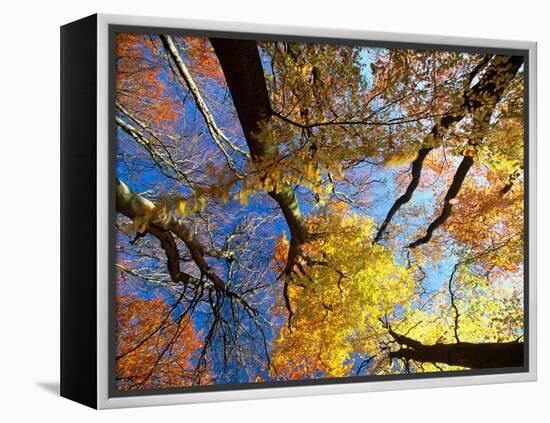 Forest Canopy in Autumn, Jasmund National Park, Island of Ruegen, Germany-Christian Ziegler-Framed Premier Image Canvas