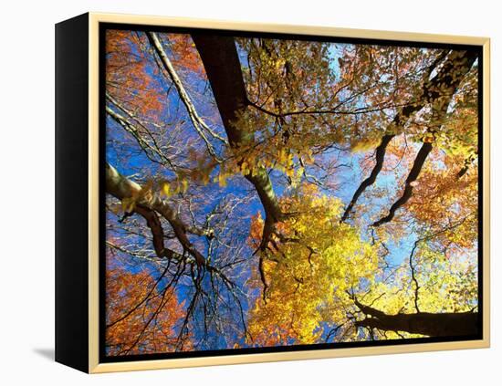 Forest Canopy in Autumn, Jasmund National Park, Island of Ruegen, Germany-Christian Ziegler-Framed Premier Image Canvas