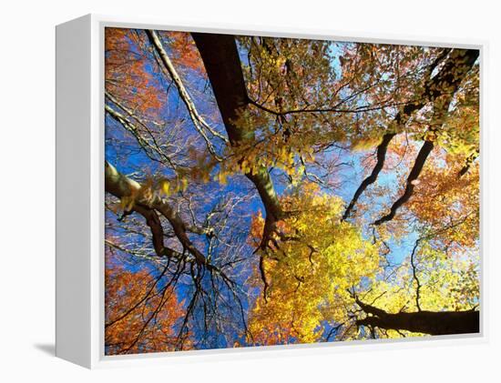 Forest Canopy in Autumn, Jasmund National Park, Island of Ruegen, Germany-Christian Ziegler-Framed Premier Image Canvas