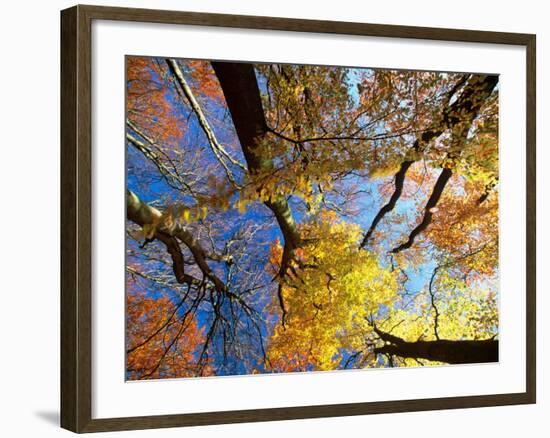 Forest Canopy in Autumn, Jasmund National Park, Island of Ruegen, Germany-Christian Ziegler-Framed Photographic Print