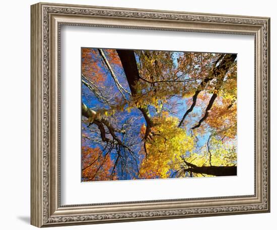 Forest Canopy in Autumn, Jasmund National Park, Island of Ruegen, Germany-Christian Ziegler-Framed Photographic Print