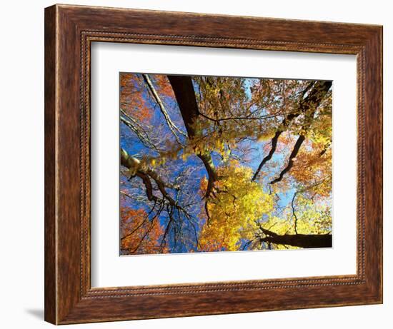 Forest Canopy in Autumn, Jasmund National Park, Island of Ruegen, Germany-Christian Ziegler-Framed Photographic Print