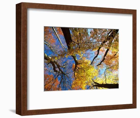 Forest Canopy in Autumn, Jasmund National Park, Island of Ruegen, Germany-Christian Ziegler-Framed Photographic Print