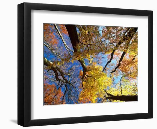 Forest Canopy in Autumn, Jasmund National Park, Island of Ruegen, Germany-Christian Ziegler-Framed Photographic Print