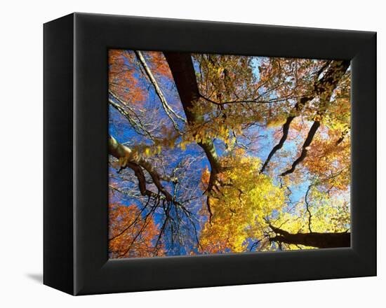 Forest Canopy in Autumn, Jasmund National Park, Island of Ruegen, Germany-Christian Ziegler-Framed Premier Image Canvas