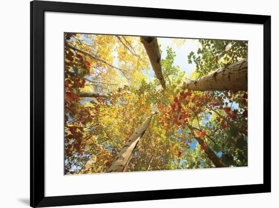 Forest Canopy-Michael Hudson-Framed Art Print