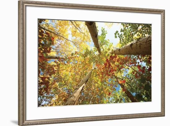 Forest Canopy-Michael Hudson-Framed Art Print