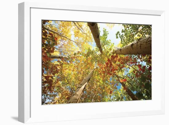 Forest Canopy-Michael Hudson-Framed Art Print