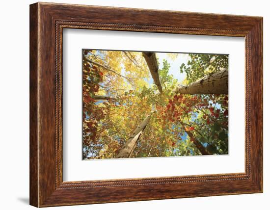 Forest Canopy-Michael Hudson-Framed Art Print