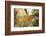 Forest Canopy-Michael Hudson-Framed Art Print