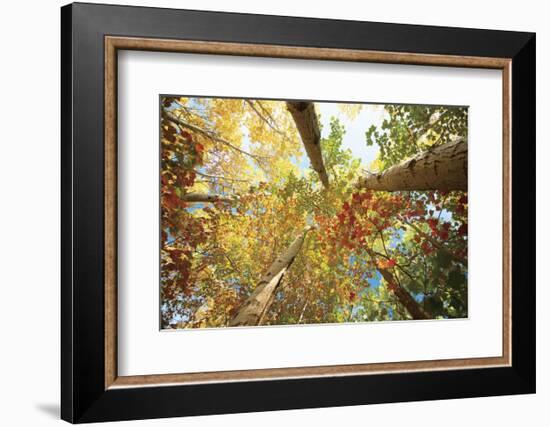 Forest Canopy-Michael Hudson-Framed Art Print