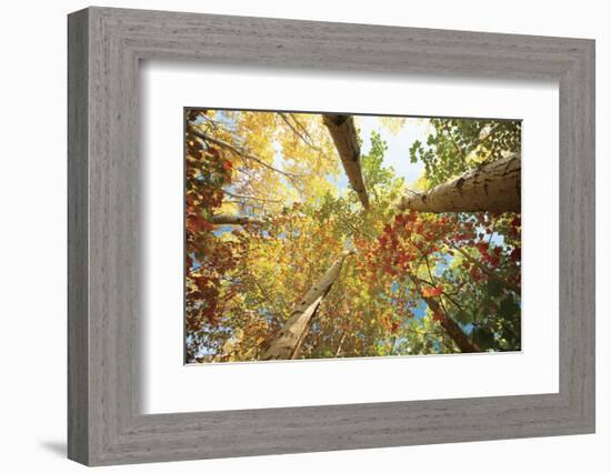 Forest Canopy-Michael Hudson-Framed Art Print