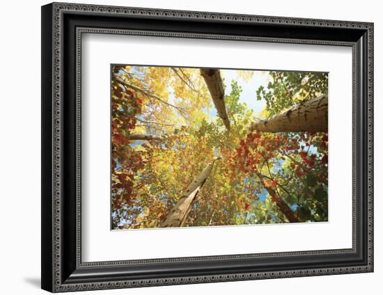 Forest Canopy-Michael Hudson-Framed Art Print