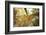 Forest Canopy-Michael Hudson-Framed Art Print