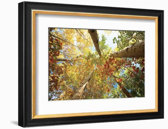 Forest Canopy-Michael Hudson-Framed Art Print