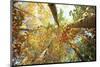 Forest Canopy-Michael Hudson-Mounted Art Print