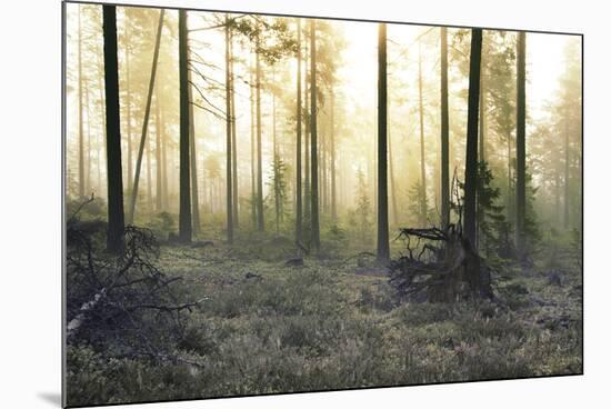 Forest Clearing-Andreas Stridsberg-Mounted Giclee Print