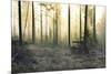 Forest Clearing-Andreas Stridsberg-Mounted Giclee Print