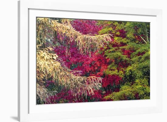 Forest Colours-Peter Adams-Framed Giclee Print