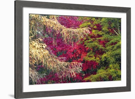 Forest Colours-Peter Adams-Framed Giclee Print