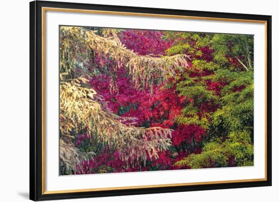 Forest Colours-Peter Adams-Framed Giclee Print