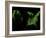 Forest Cover of the US-Grasshopper Geography-Framed Giclee Print