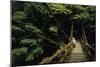 Forest Crossing-Bob Krist-Mounted Giclee Print
