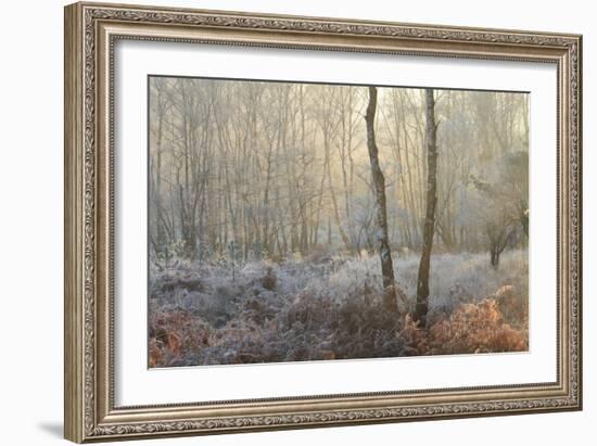 Forest Dawn-David Baker-Framed Photographic Print