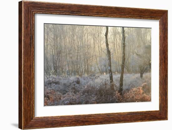 Forest Dawn-David Baker-Framed Photographic Print