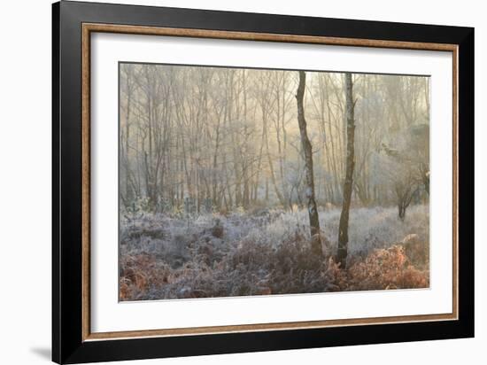 Forest Dawn-David Baker-Framed Photographic Print