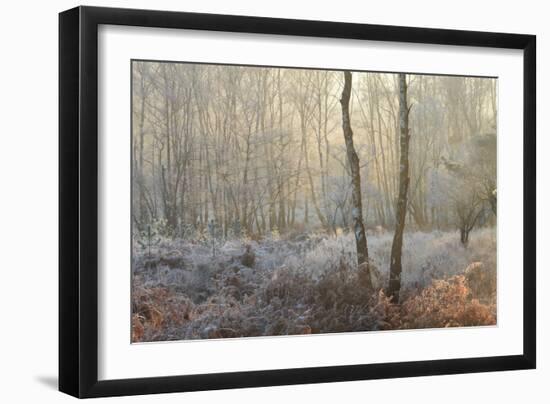 Forest Dawn-David Baker-Framed Photographic Print