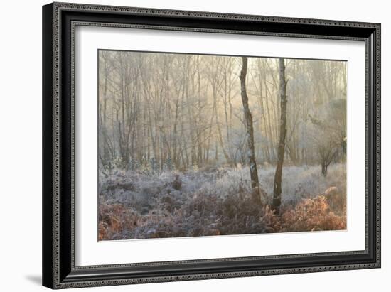 Forest Dawn-David Baker-Framed Photographic Print