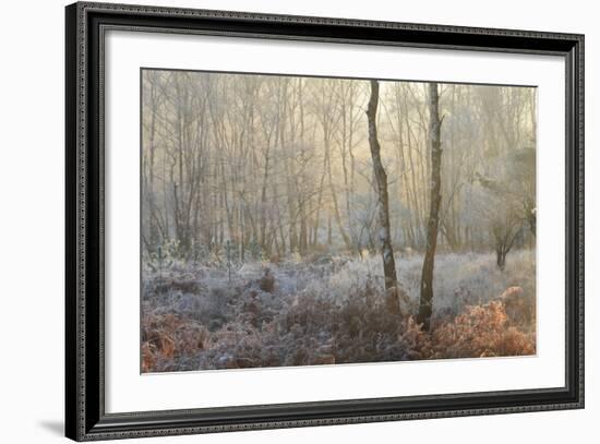 Forest Dawn-David Baker-Framed Photographic Print