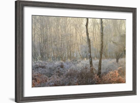 Forest Dawn-David Baker-Framed Photographic Print