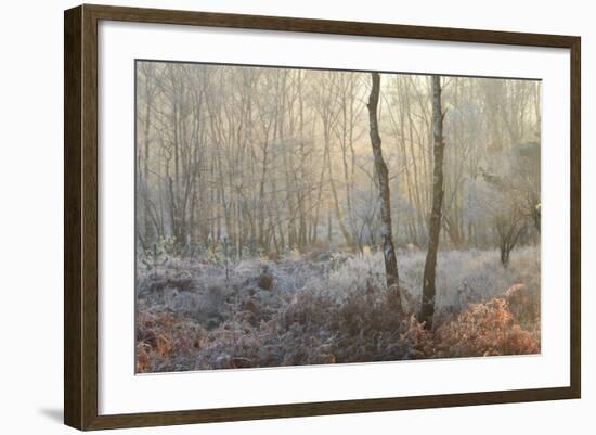 Forest Dawn-David Baker-Framed Photographic Print