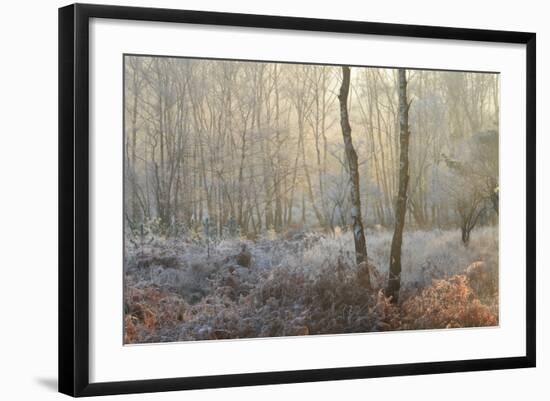 Forest Dawn-David Baker-Framed Photographic Print