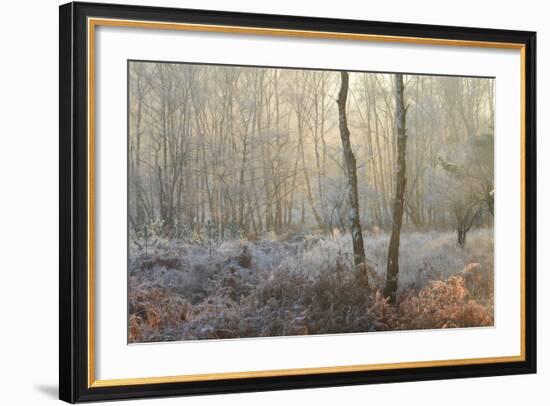Forest Dawn-David Baker-Framed Photographic Print