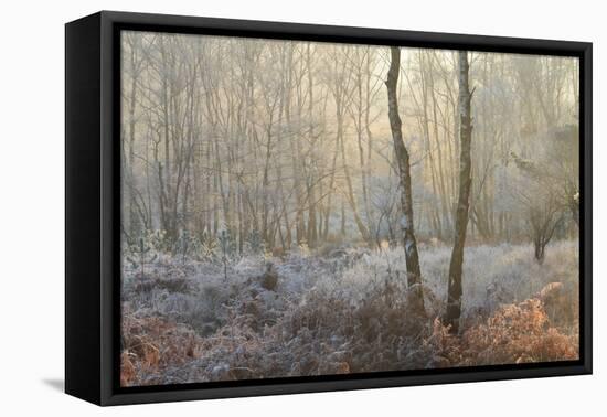 Forest Dawn-David Baker-Framed Premier Image Canvas