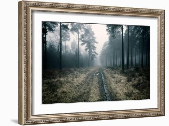 Forest Dawn-David Baker-Framed Photographic Print