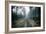 Forest Dawn-David Baker-Framed Photographic Print